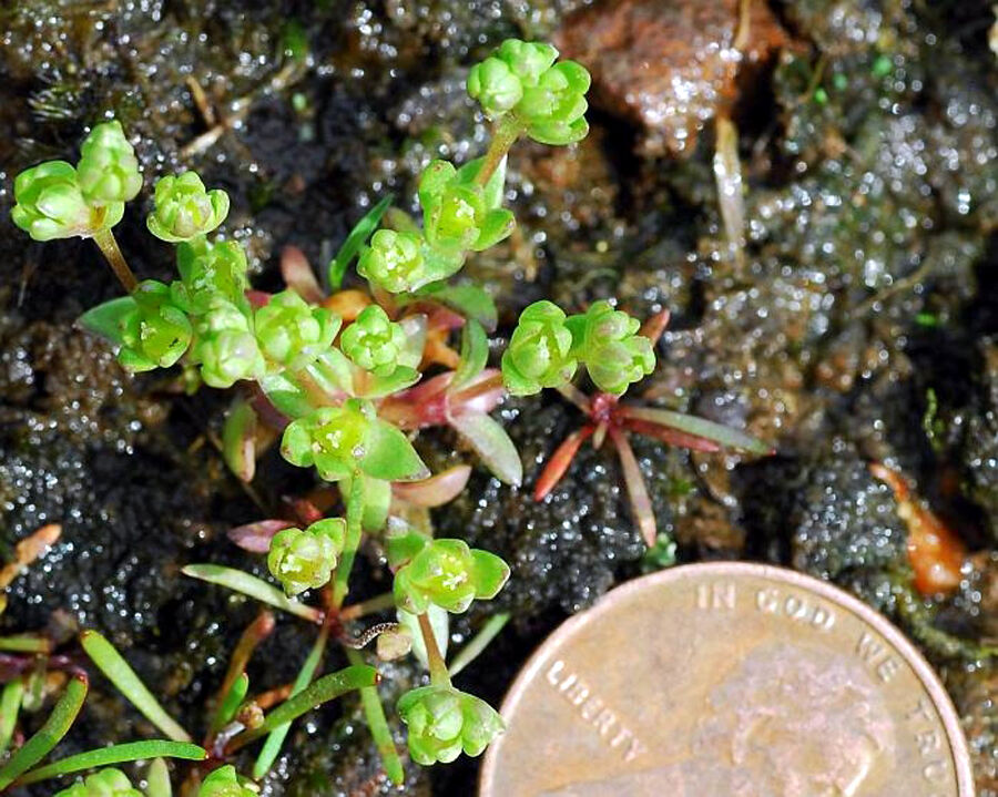 061221 Geocarpon_minimum_plant Missouri